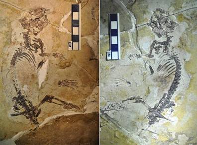 2枚の頁岩の中に保存された「Rugosodon eurasiaticus」の化石。頭部から臀部（でんぶ）までの長さは約17センチ、推定体重は約80グラムとされる（撮影日不明）。 ©AFP＝時事